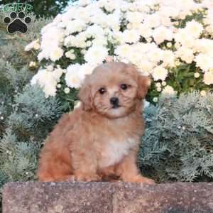 Dora, Forever Puppy